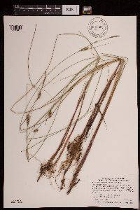 Carex lasiocarpa var. americana image