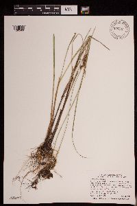 thumbnail image of current specimen