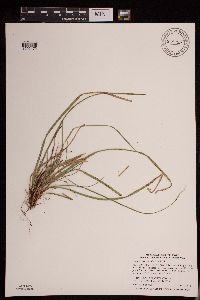 Carex pedunculata image