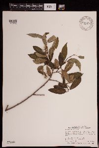 Salix serissima image