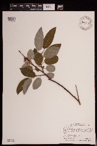 Salix pyrifolia image