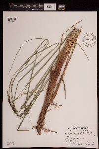 Carex aquatilis var. substricta image