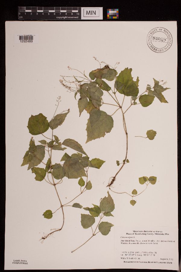 Circaea alpina image