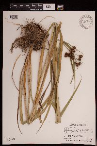 Scirpus atrovirens image