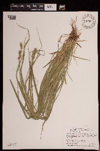 Thumbnail image of current specimen