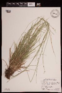 Carex deweyana image
