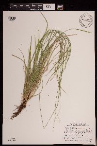Carex deweyana image