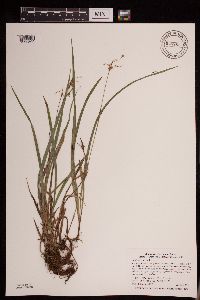 Luzula acuminata image