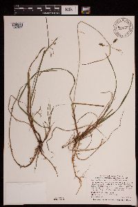 Carex magellanica subsp. irrigua image
