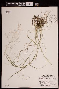 Agrostis perennans image