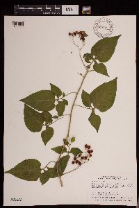 Solanum dulcamara image