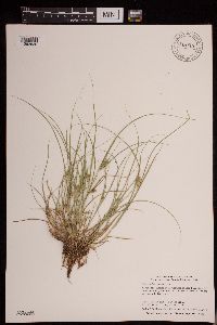 Carex sychnocephala image