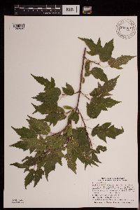 Media resource of Acer ginnala