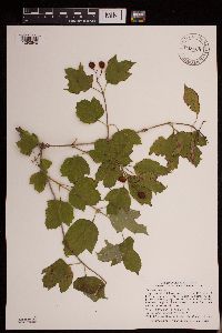 Viburnum opulus image