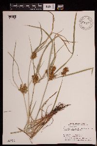 Cyperus erythrorhizos image