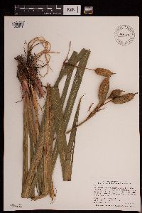 Iris versicolor image