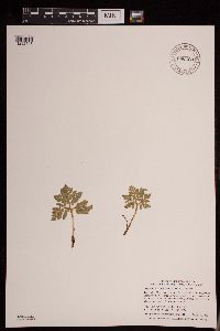 Media resource of Botrychium multifidum