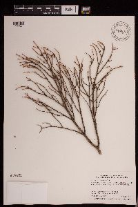 Media resource of Arceuthobium pusillum