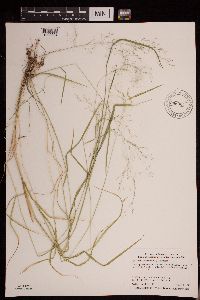 Agrostis perennans image