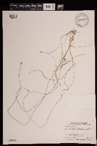 Carex tenuiflora image