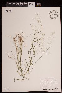 Agrostis perennans image