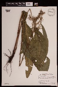 Rumex britannica image