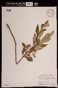 Salix serissima image