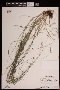 thumbnail image of current specimen