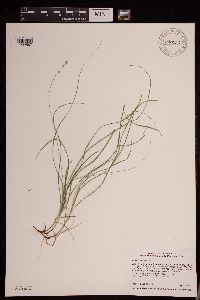 Carex disperma image