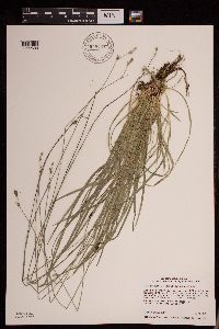 Carex deweyana var. deweyana image