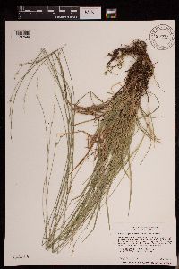 Carex deweyana var. deweyana image