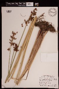 Schoenoplectus tabernaemontani image