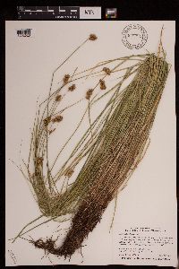 Carex bebbii image
