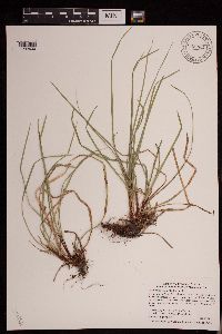 Carex pedunculata image