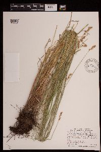 Carex echinata image
