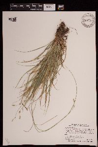 Carex deweyana var. deweyana image