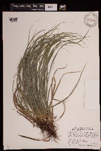 Carex saximontana image