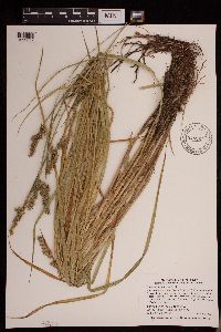 Thumbnail image of current specimen