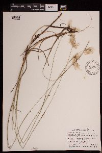 Eriophorum gracile image