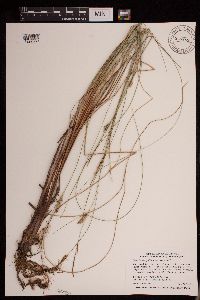 Carex lasiocarpa var. americana image