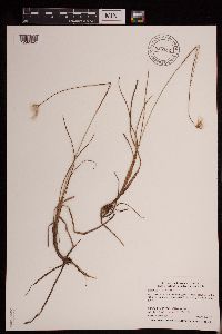 Eriophorum tenellum image