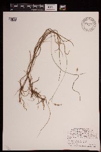 Carex magellanica subsp. irrigua image