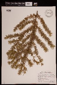 Taxus canadensis image