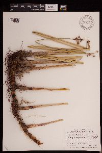 Schoenoplectus acutus image