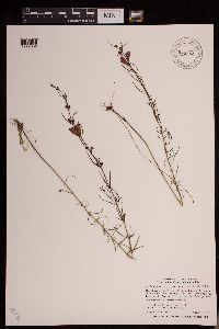 Agalinis purpurea var. parviflora image