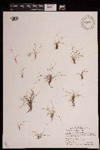 Lipocarpha micrantha image