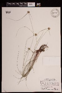 thumbnail image of current specimen