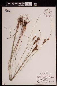 Juncus greenei image