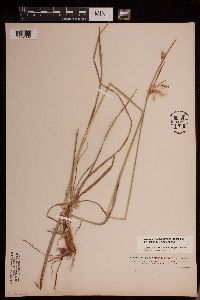 Eriophorum viridicarinatum image