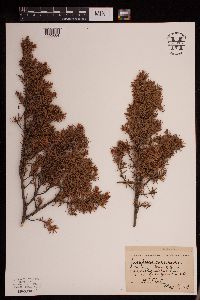Juniperus communis image